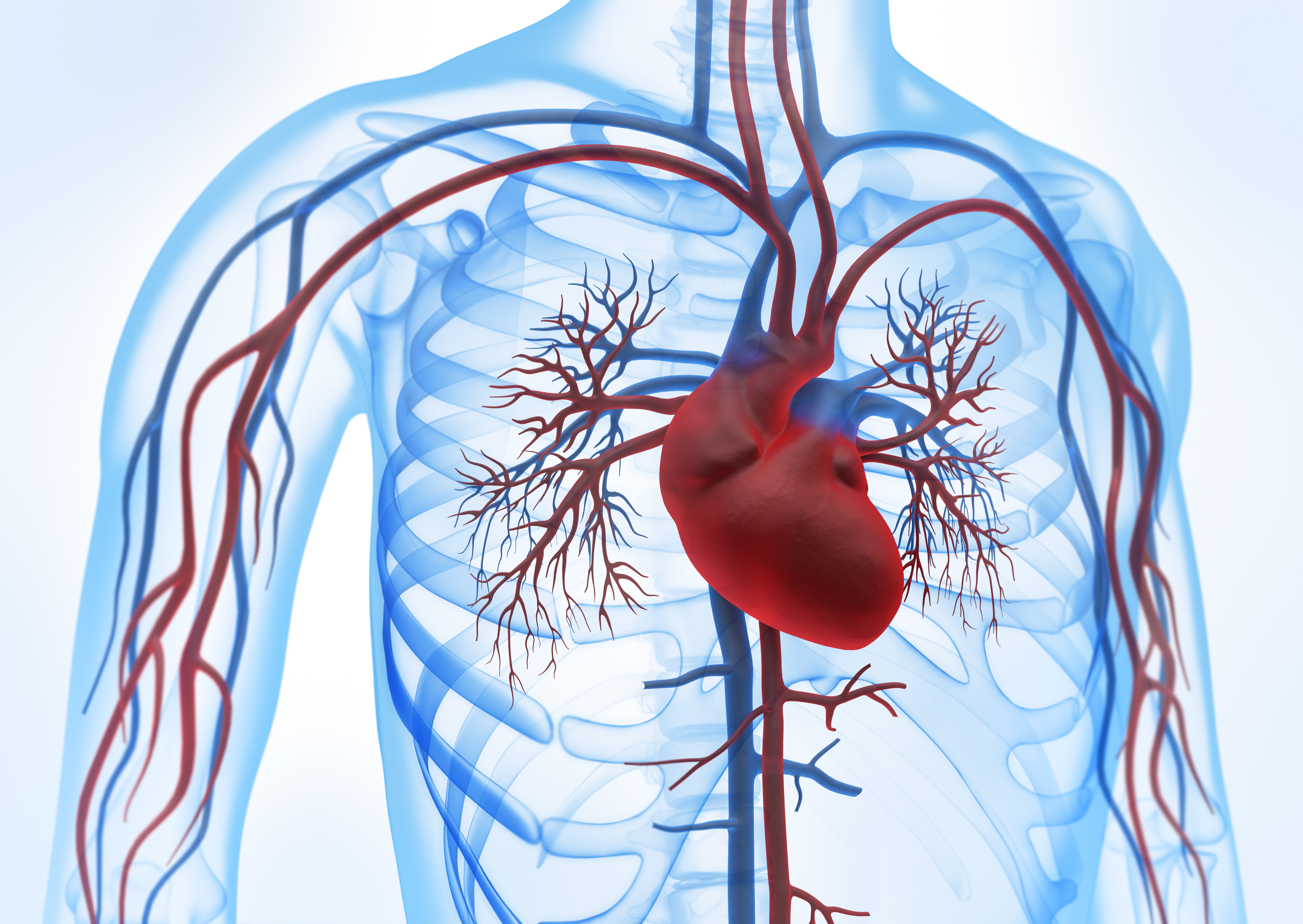 Контроль кровообращения. Сосуды сердца. Сердечно сосудистая система. Сердечносусудистая система. Сосудистая система сердца.